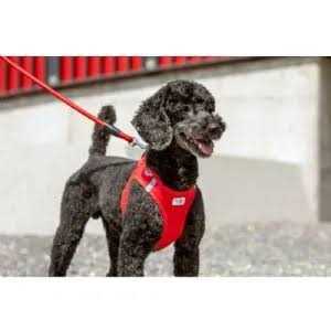 Stretch Comfort Leash F321522