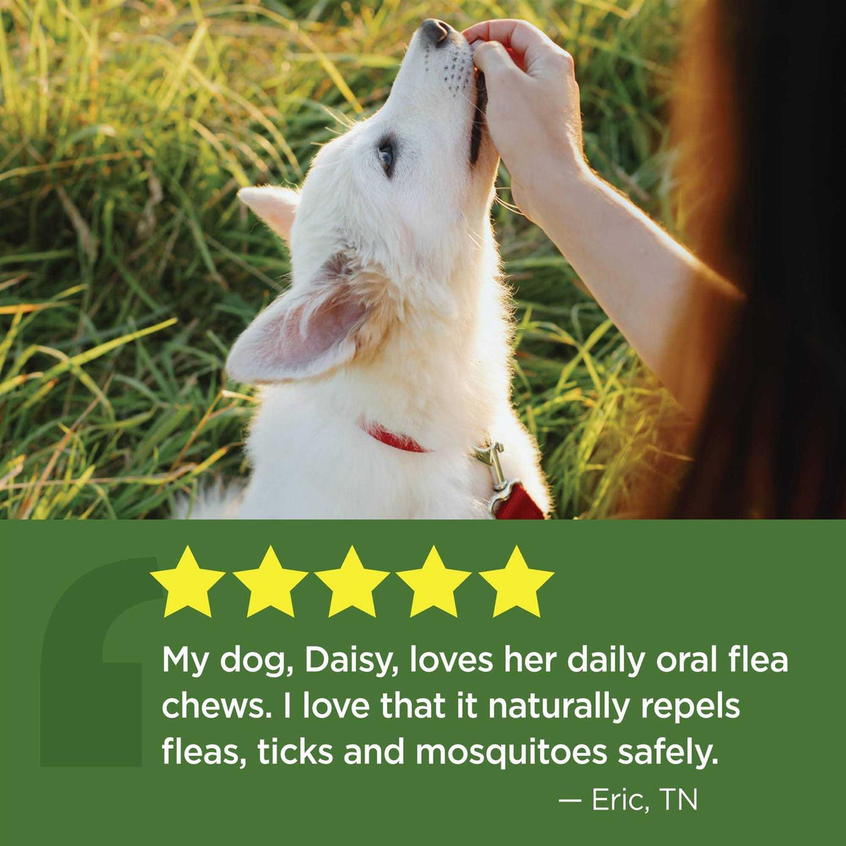Oral Flea & Tick Chews for Dogs Q7372
