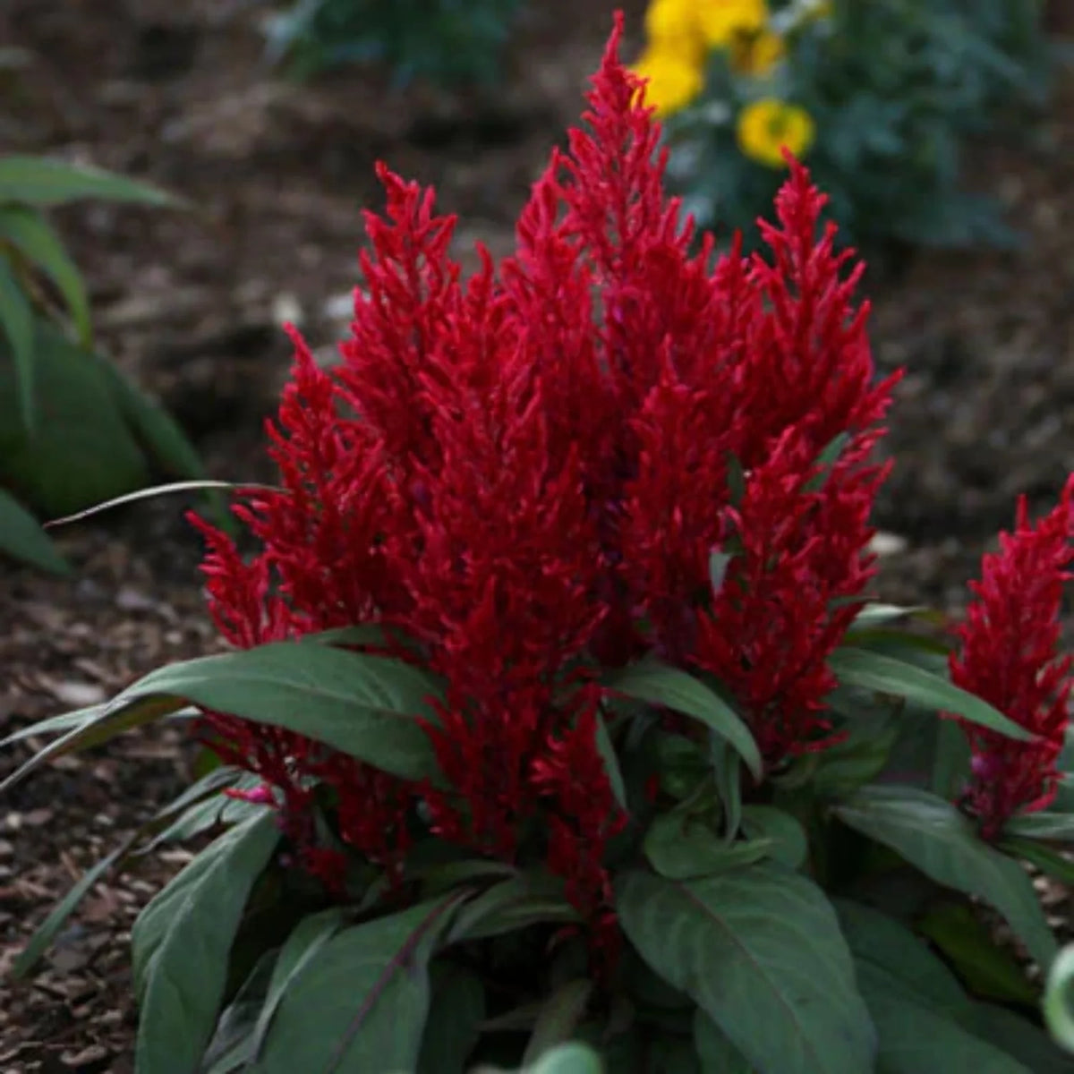 Celosia Seed U52592
