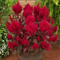 Celosia Seed U52592
