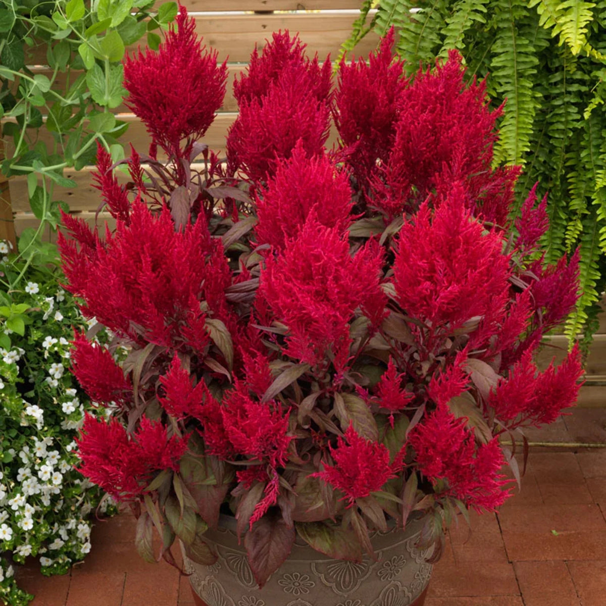 Celosia Seed U52592