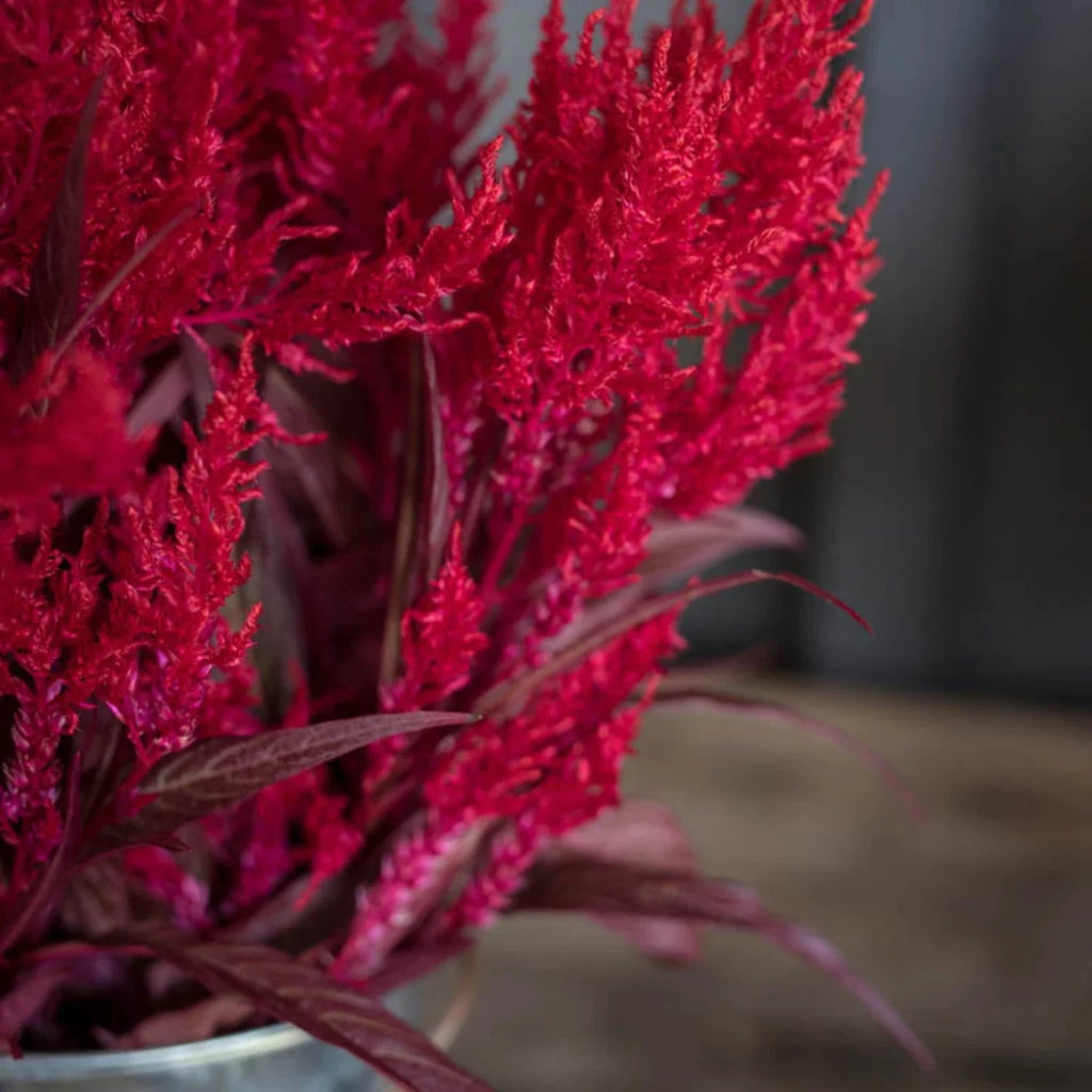 Celosia Seed U52592